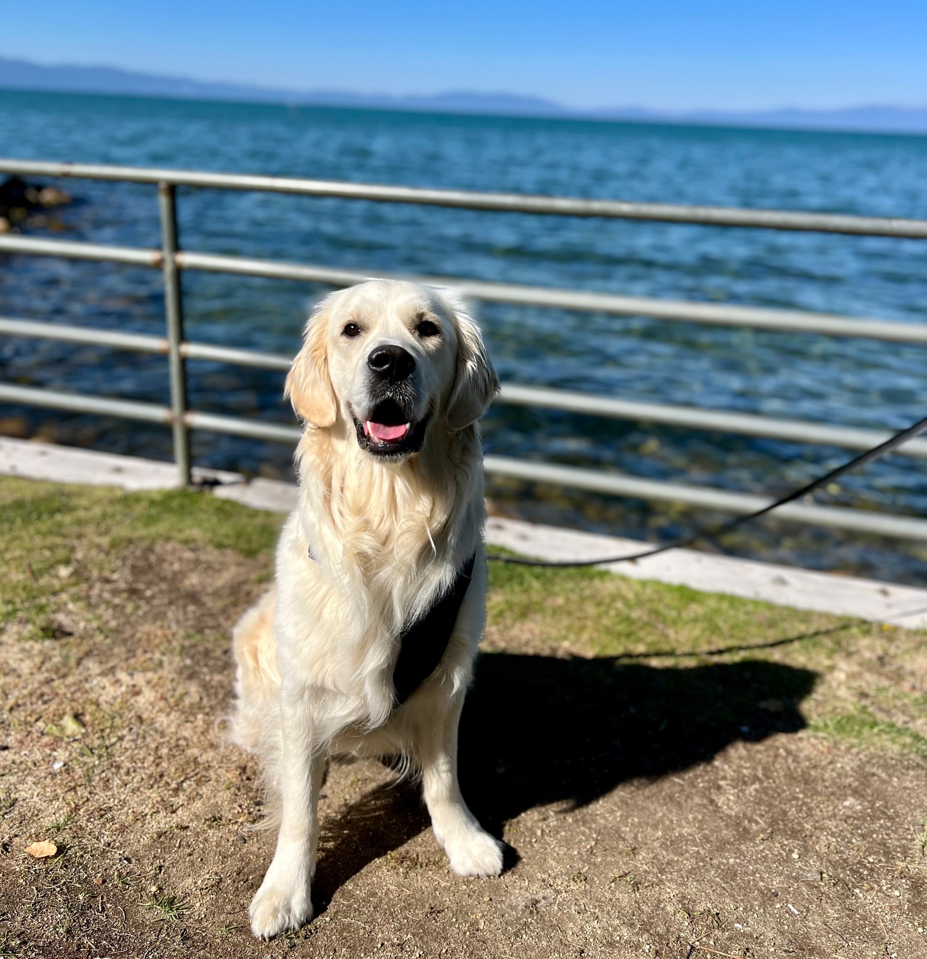 An English Cream Golden Retriever named Blu at Kiva Beach near South Lake Tahoe, CA