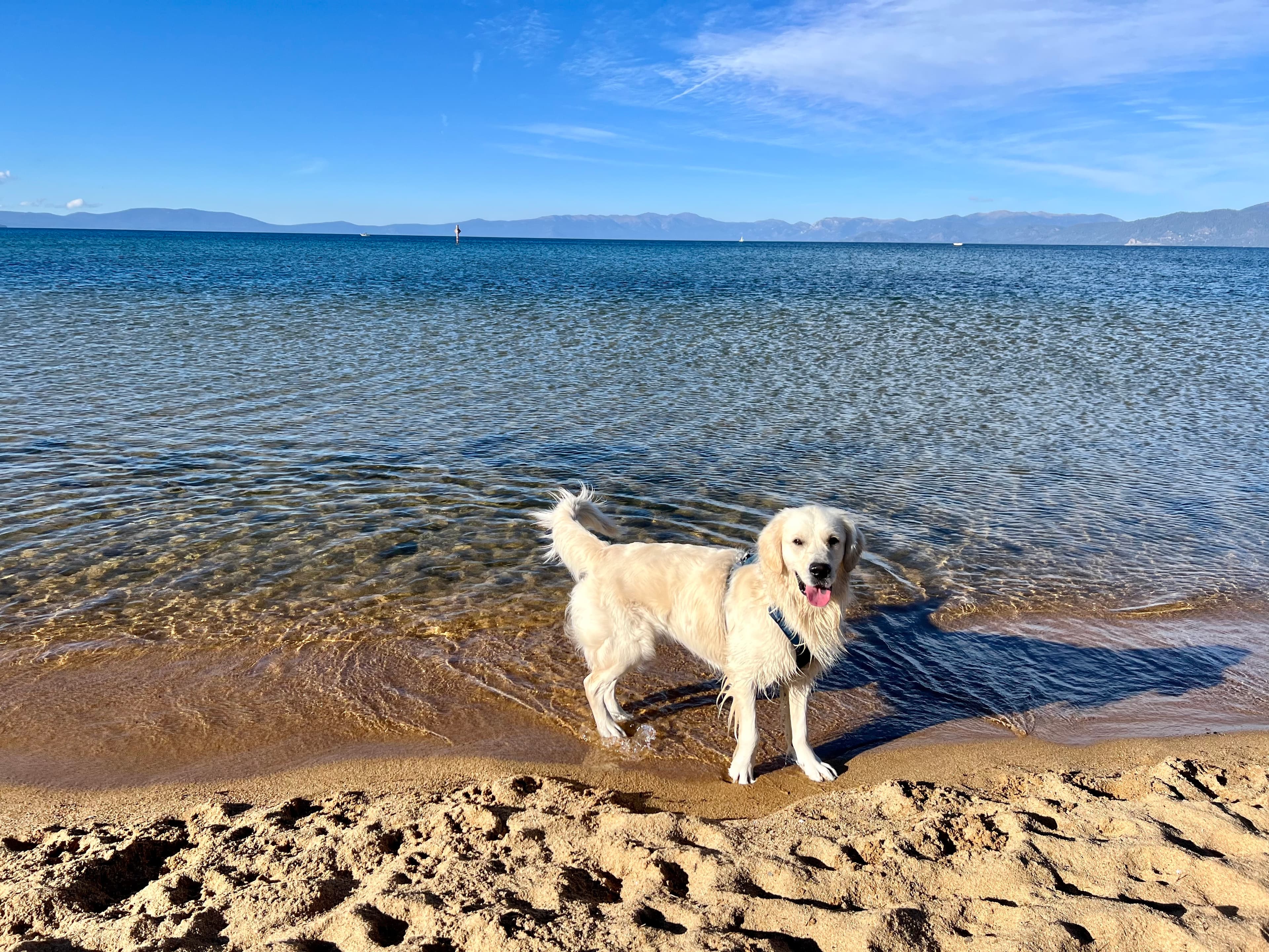 An English Cream Golden Retriever named Blu at Kiva Beach near South Lake Tahoe, CA